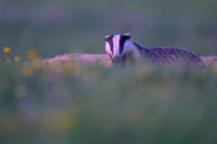 European Badger