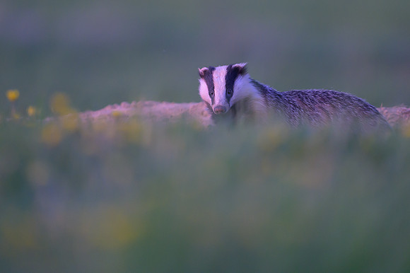 European Badger