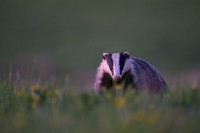 European Badger
