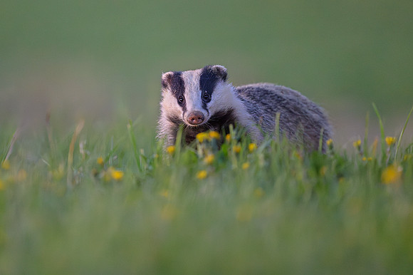 European Badger
