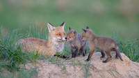 Fox / Lis