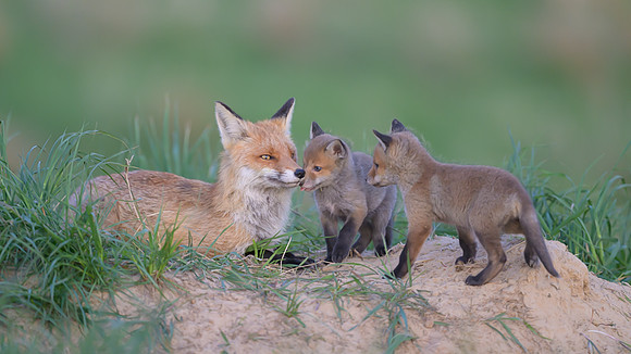 Fox / Lis