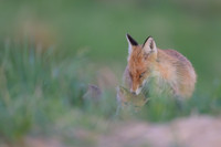 Fox / Lis