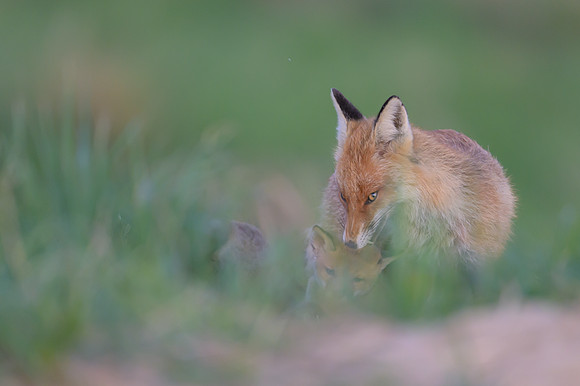 Fox / Lis