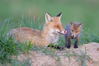 Fox / Lis