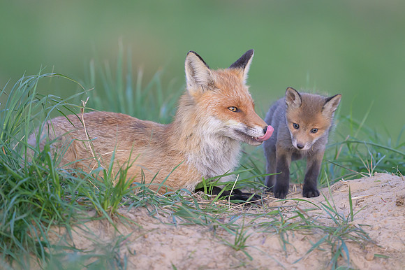 Fox / Lis