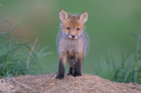 Fox / Lis