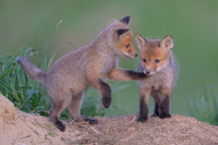 Fox / Lis
