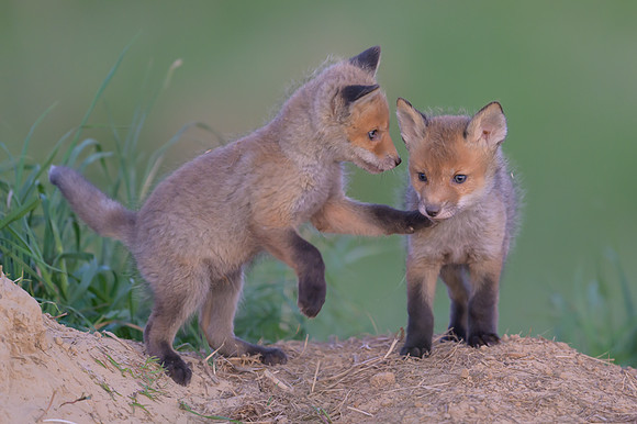Fox / Lis