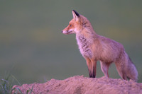 Fox / Lis