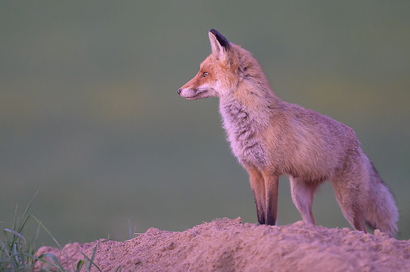 Fox / Lis