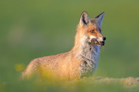 Fox / Lis