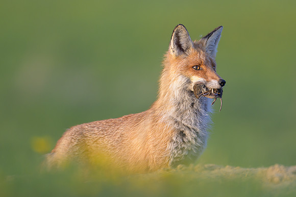 Fox / Lis