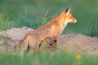 Fox / Lis