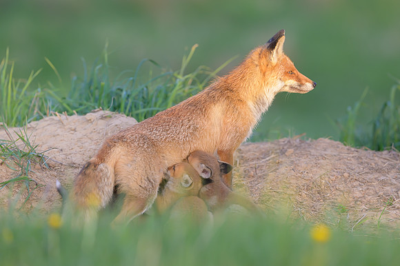 Fox / Lis