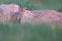 Fox / Lis