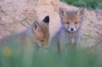 Fox / Lis