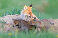 Fox / Lis
