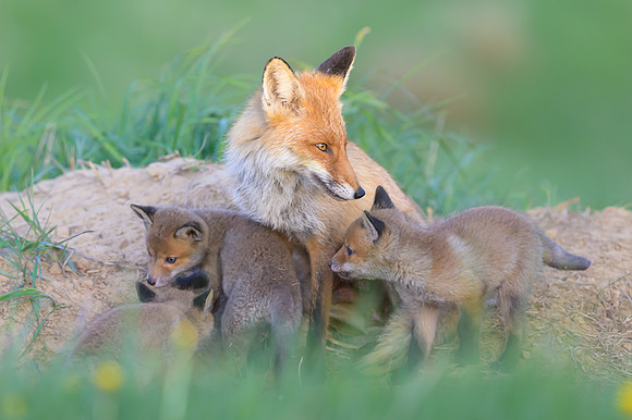 Fox / Lis