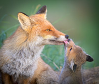 Fox / Lis