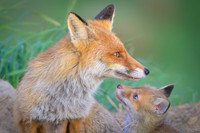 Fox / Lis