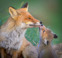 Fox / Lis