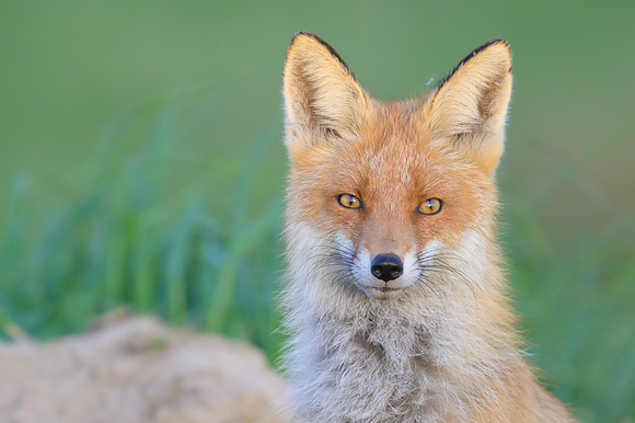 Fox / Lis