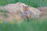 Fox / Lis