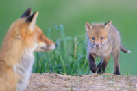 Fox / Lis