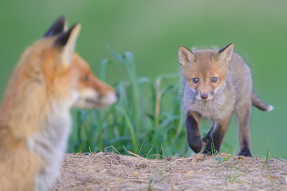 Fox / Lis