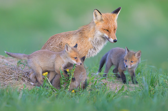 Fox / Lis