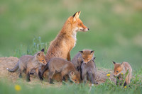Fox / Lis