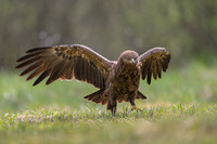 Lesser Spotted Eagle / Orlik krzykliwy