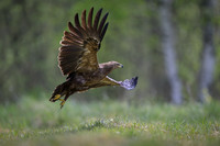 Lesser Spotted Eagle / Orlik krzykliwy