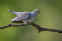 Cuckoo / Kukułka