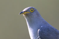 Cuckoo / Kukułka