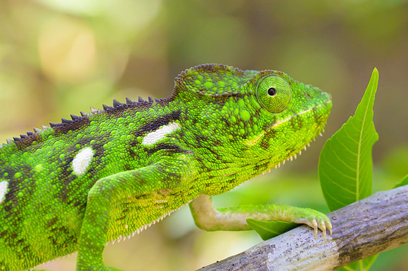 Malagasy chameleon