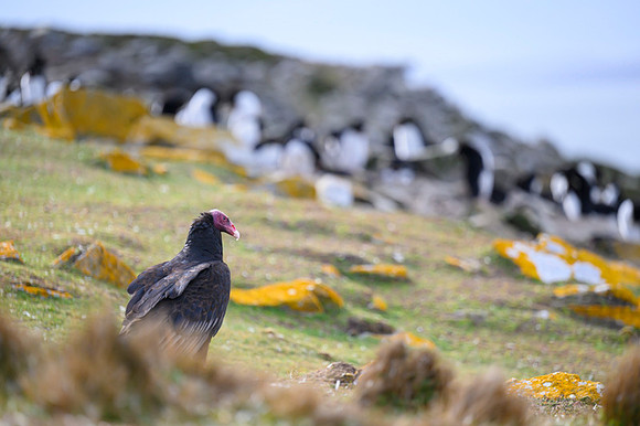 Turkey Vulture