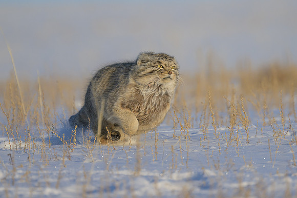 Pallas's cat