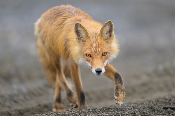 Red fox