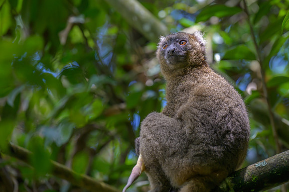 Greater bamboo lemur