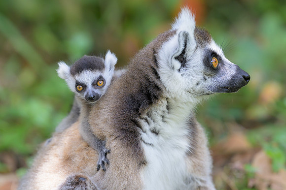 Ring-tailed lemurs