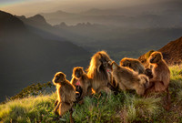 Gelada Monkey