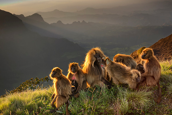Gelada Monkey