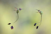 Marvellous Spatuletail Hummingbird