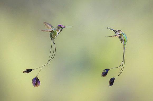 Marvellous Spatuletail Hummingbird