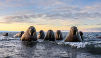 Walrus