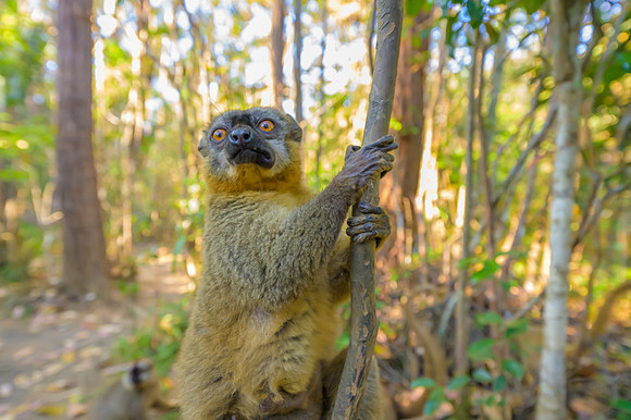 Common brown lemur