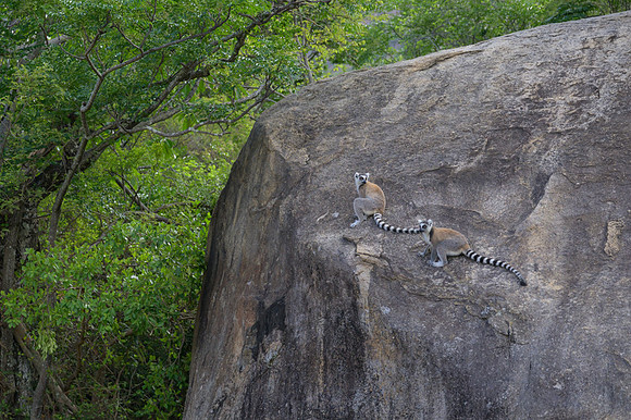 Ring-tailed lemurs
