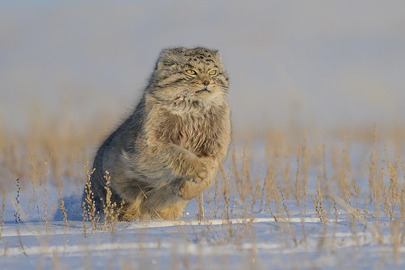 Pallas's cat